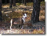 Bull Terrier