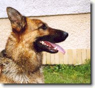 German Shepherd Dog