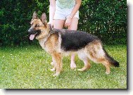 German Shepherd Dog