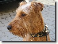 Irish  terrier \\\\\(Dog standard\\\\\)