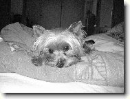 Jorkrsk terier, Yorkshire Terrier,