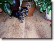 Jorkrsk terier, Yorkshire Terrier,