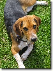 Beagle Harrier