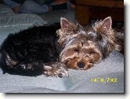 Jorkrsk terier, Yorkshire Terrier,