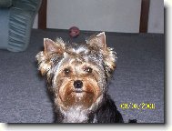 Jorkrsk terier, Yorkshire Terrier,