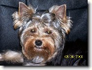 Jorkrsk terier, Yorkshire Terrier,