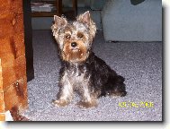 Jorkrsk terier, Yorkshire Terrier,