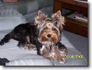 Jorkrsk terier, Yorkshire Terrier,