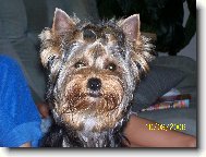 Jorkrsk terier, Yorkshire Terrier,