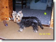 Jorkrsk terier, Yorkshire Terrier,