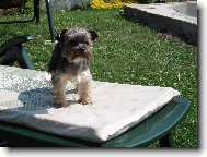 Jorkrsk terier, Yorkshire Terrier,