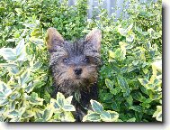 Jorkrsk terier, Yorkshire Terrier,