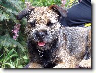 Border Terrier