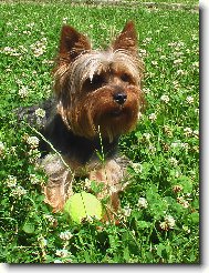 Jorkrsk terier, Yorkshire Terrier,