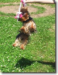 Jorkrsk terier, Yorkshire Terrier,