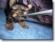 Jorkrsk terier, Yorkshire Terrier,