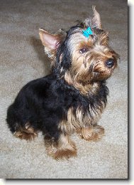 Jorkrsk terier, Yorkshire Terrier,