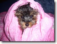 Jorkrsk terier, Yorkshire Terrier,