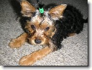 Jorkrsk terier, Yorkshire Terrier,