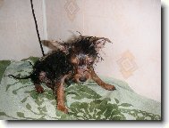 Jorkrsk terier, Yorkshire Terrier,