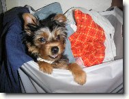 Jorkrsk terier, Yorkshire Terrier,