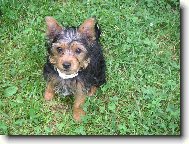 Jorkrsk terier, Yorkshire Terrier,