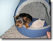 Jorkrsk terier, Yorkshire Terrier,