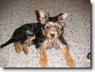 Jorkrsk terier, Yorkshire Terrier,