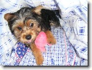 Jorkrsk terier, Yorkshire Terrier,