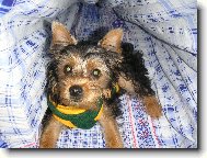 Jorkrsk terier, Yorkshire Terrier,