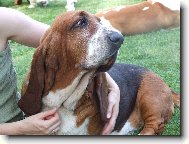 Basset Hound