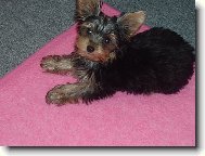 Jorkrsk terier, Yorkshire Terrier,