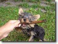 Jorkrsk terier, Yorkshire Terrier,