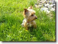 Jorkrsk terier, Yorkshire Terrier,