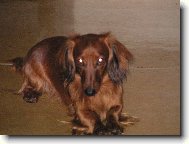 Dachshund