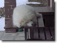 Samoyed \\\\\(Dog standard\\\\\)