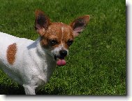 Chihuahua