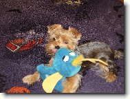 Jorkrsk terier, Yorkshire Terrier,