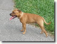 Staffordshire bull terrier \\\\\(Dog standard\\\\\)