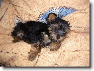 Jorkrsk terier, Yorkshire Terrier,