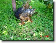 Jorkrsk terier, Yorkshire Terrier,