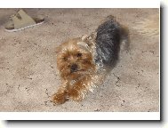 Jorkrsk terier, Yorkshire Terrier,