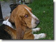 Basset Hound