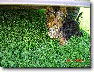 Jorkrsk terier, Yorkshire Terrier,