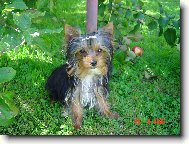 Jorkrsk terier, Yorkshire Terrier,