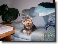 Jorkrsk terier, Yorkshire Terrier,