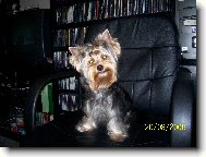 Jorkrsk terier, Yorkshire Terrier,