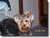 Jorkrsk terier, Yorkshire Terrier,