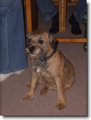 Border Terrier