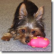 Jorkrsk terier, Yorkshire Terrier,